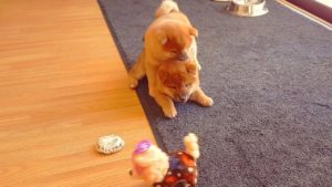 柴犬の子犬たちの前に犬のおもちゃを置いてみたら(海外の反応)