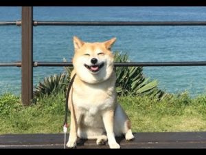 海外「柴犬は幸せにしてくれる!何をやっても可愛いね!」(海外の反応)