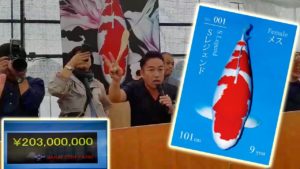 海外「1匹の鯉が2億円だなんて理解できない」錦鯉のオークションの動画が話題に(海外の反応)