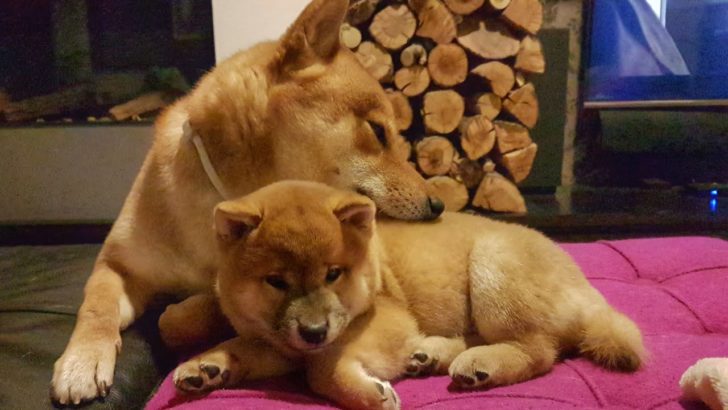 もっと遊びたい柴犬、寝たい柴犬（海外の反応）