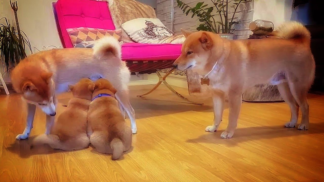 海外「世界最高の柴犬ファミリー！」愛情あふれる柴犬家族の動画が話題に（海外の反応）