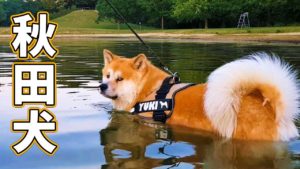 海外「秋田犬は泳ぐのは好きじゃないんだと思う」ドイツで暮らす秋田犬の日常に反響(海外の反応)