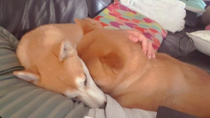 海外「感動で泣けてきた」柴犬夫婦のラブラブ動画に反響（海外の反応）