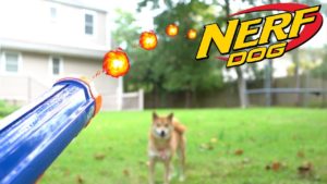 海外「可愛いな!」ボール遊びする柴犬の動画に反響(海外の反応)