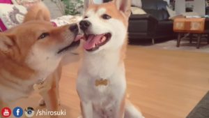 柴犬旦那の柴犬妻への大好きアピールが可愛すぎる!(海外の反応)