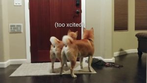 【海外の反応】柴犬が尻尾をフリフリして楽しみに待つのは…