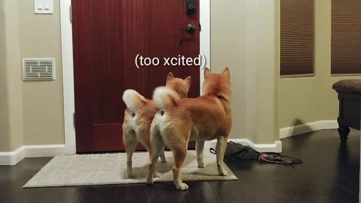 【海外の反応】柴犬が尻尾をフリフリして楽しみに待つのは…