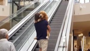 犬の前にエスカレーターが！その時、犬は…（海外の反応）