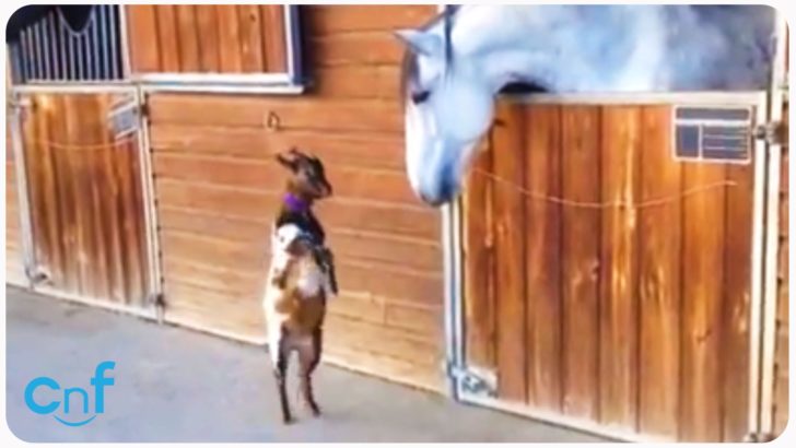 海外「理想の友情！最高にかわいい」子ヤギが白馬に甘える様子が可愛すぎる（海外の反応）