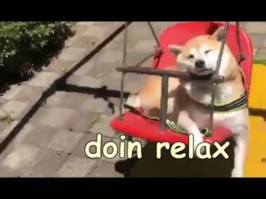 海外「ブランコで遊ぶ幸せな柴犬。見てるとこっちまで笑顔になるね!」(海外の反応)