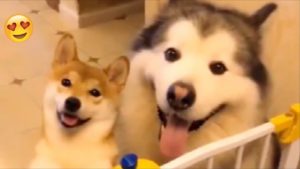 海外「この動画見てうつ病が治った」柴犬とシベリアンハスキーに見つめられると(海外の反応)