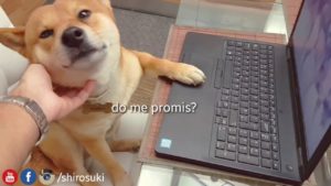 柴犬「一つ借りができたよ」イケない動画を見ていたのがバレた柴犬が可愛すぎる(海外の反応)