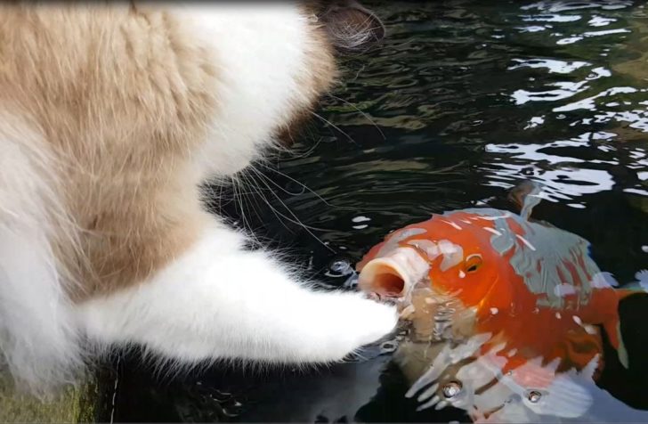 海外「日本では魚が猫を食べるんだぞ！」猫と鯉のかわいい交流（海外の反応）