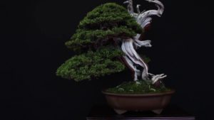 海外「ヨーロッパの盆栽は最高の水準に達したと思う」ヨーロッパの盆栽展の動画に反響(海外の反応)