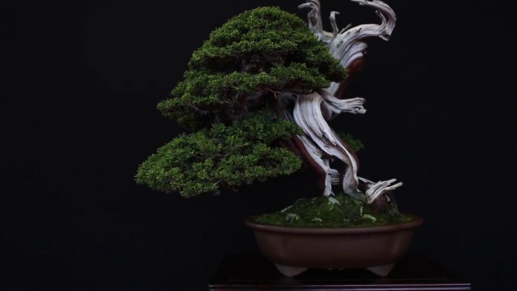 海外「ヨーロッパの盆栽は最高の水準に達したと思う」ヨーロッパの盆栽展の動画に反響（海外の反応）