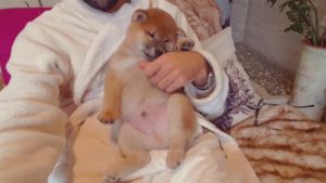 海外「なんてかわいいチビ柴なんだ」柴犬の子犬に世界中がメロメロ(海外の反応)