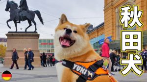海外「秋田犬は知らない人にはよそよそしいけど、家族には愛情たっぷりに甘えるよ」ドイツで暮らす秋田犬が話題に(海外の反応)