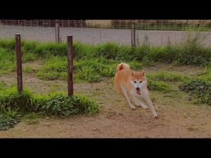 海外「かわいい!柴犬って走るの好きだよね!」柴犬が屋外でのびのびと走り回る動画に反響(海外の反応)