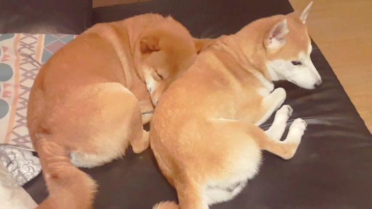 海外「素敵なクリスマスプレゼントだね！」柴犬のご懐妊ニュースにファンが祝福！（海外の反応）