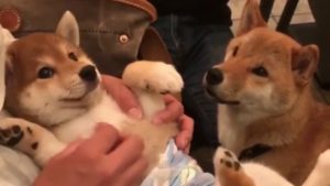 海外「柴犬の子犬って、この世で一番かわいい」「犬好きじゃないけど、柴犬だけは好き!」(海外の反応)