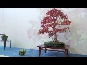 海外「盆栽の世界は、本当に奥が深い」スペインで開催された盆栽の展示会の動画が話題に(海外の反応)