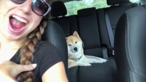 海外「ウチの柴犬はカボチャ大好きだよ」柴犬が飼い主さんとカボチャ畑に(海外の反応)