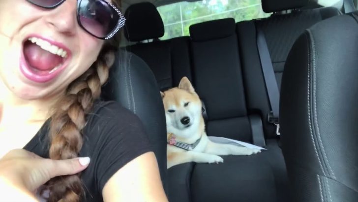 海外「ウチの柴犬はカボチャ大好きだよ」柴犬が飼い主さんとカボチャ畑に（海外の反応）