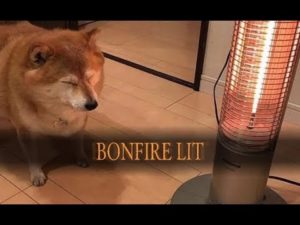 海外「柴犬にとっては毎日がクリスマス」ストーブの前で眠る柴犬に外国人もメロメロ(海外の反応)