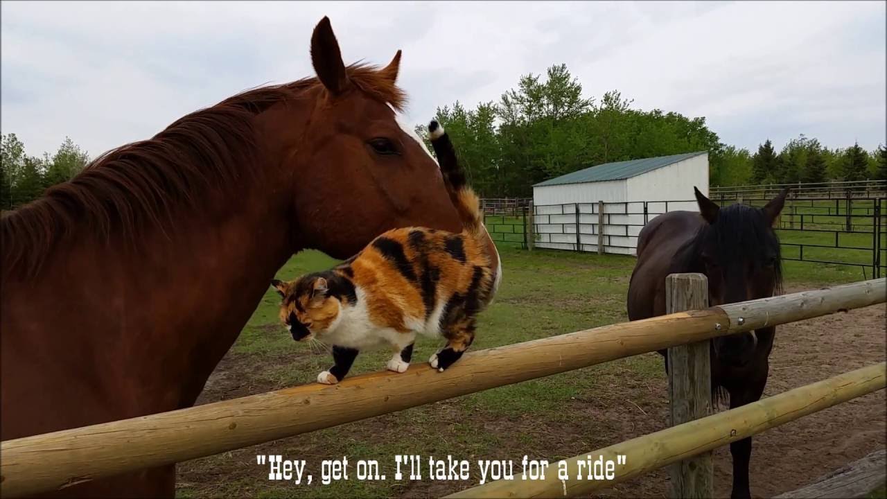 海外「ネコと馬の信頼関係って驚きだよな」ネコ、馬の背中に乗る（海外の反応）