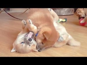 海外「柴犬の子犬たちの歴史に残る激しいファイト!」チビ柴たちのじゃれ合い動画が話題に(海外の反応)