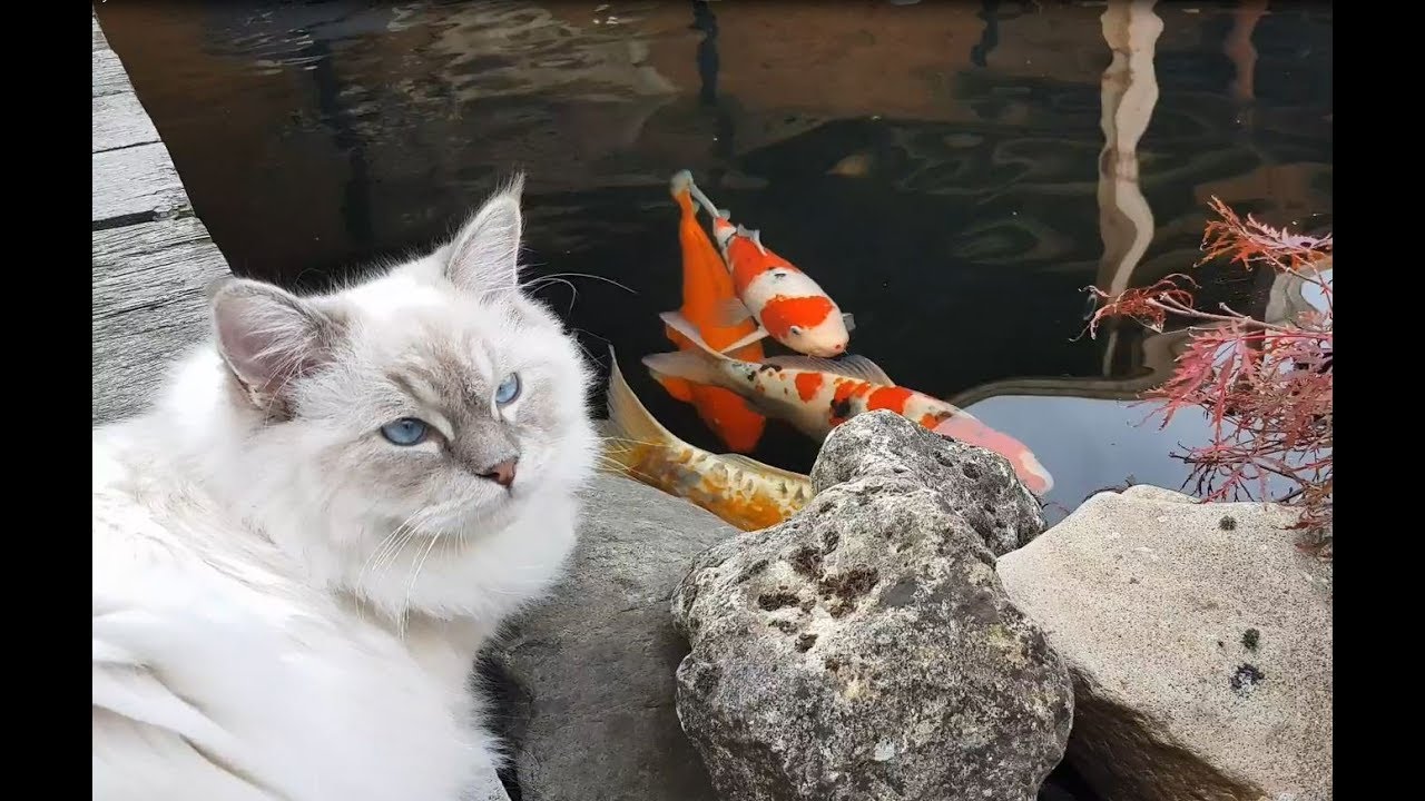 【海外の反応】ネコの兄弟、池の鯉を見て、のんびりお散歩