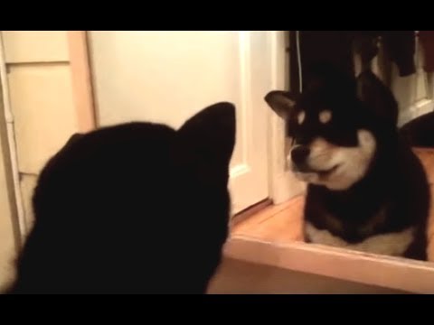 柴犬、初めて鏡を見る。そして、鏡の中のワンコとの戦いが始まる。（海外の反応）
