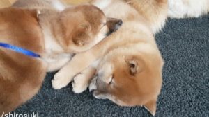 海外「柴犬はほんと愛情をたっぷり与えてくれるよね！」子犬の柴犬たちの寝姿に世界中の人が癒される（海外の反応）