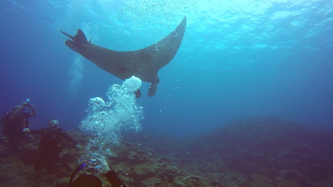 海外「石垣島でダイビングを体験して、大きいマンタを見ることができた」サンゴ礁の白色現象の問題も話題に（海外の反応）