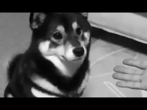 柴犬、人間に裏切られる(海外の反応)