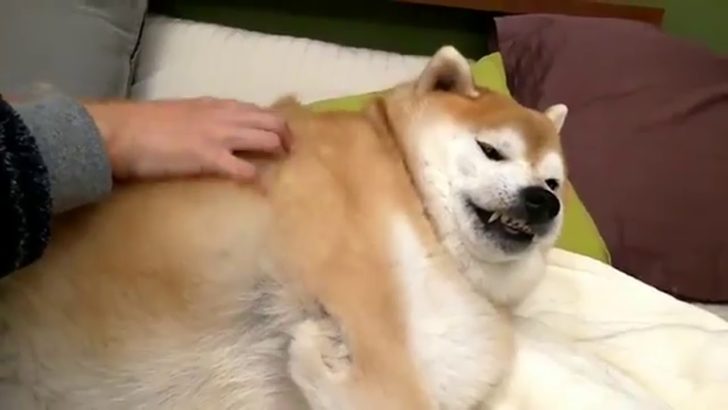 海外 柴犬っぽい枕 いや 本物のでかい柴犬だ 太りすぎた柴犬がかわいすぎる 海外の反応 海外の反応 ニッポンの翻訳