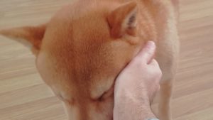 柴犬のお父さん、子犬が産まれてから少し寂しそう…(海外の反応)