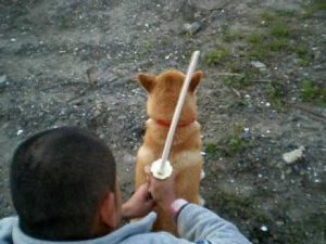 海外「これまで見た中で、一番日本っぽい動画」柴犬が放つ師匠のオーラ(海外の反応)