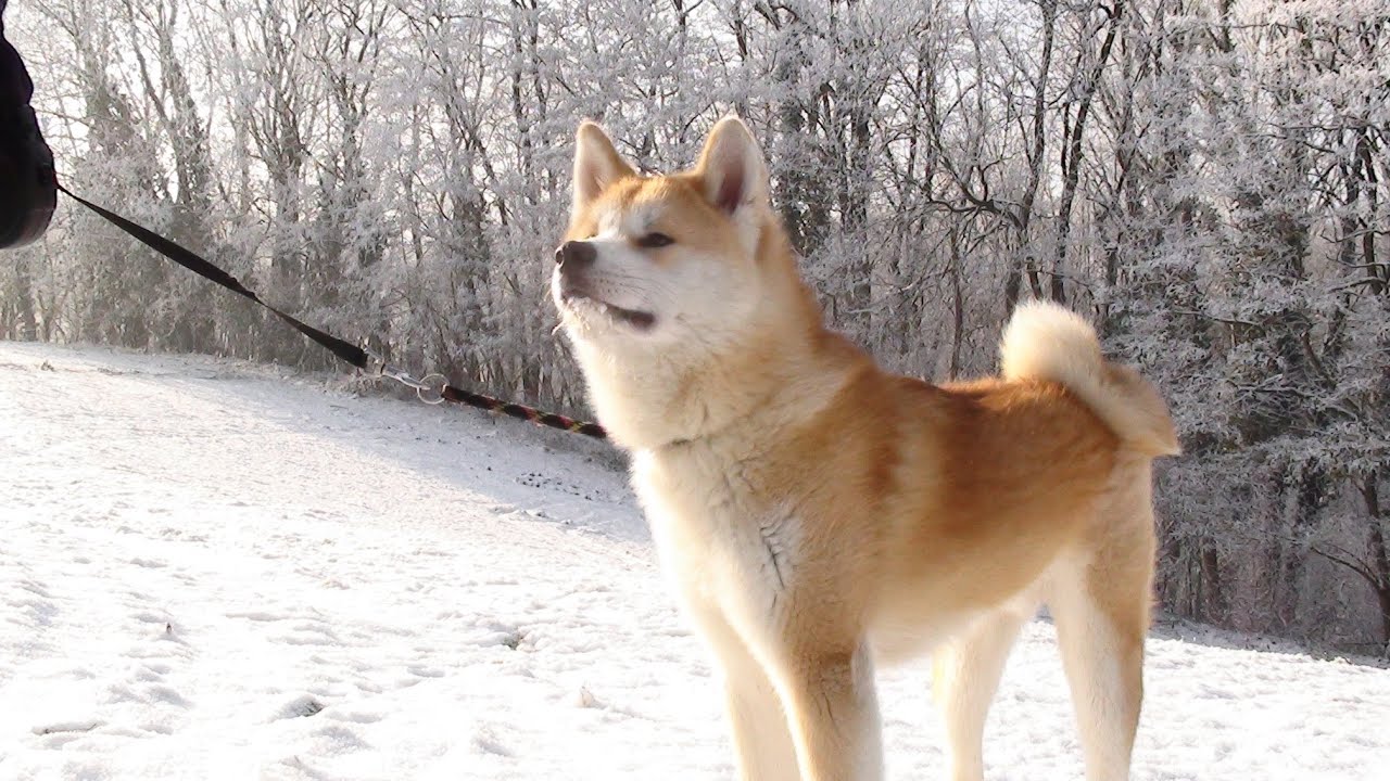 海外「秋田犬は、最もきれいな犬種の一つだよ」雪を楽しむ秋田犬の動画に反響（海外の反応）