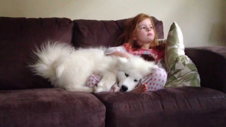 海外「俺の人生には、この犬が必要だ…！」サモエドの子犬と女の子のじゃれあいにメロメロ（海外の反応）