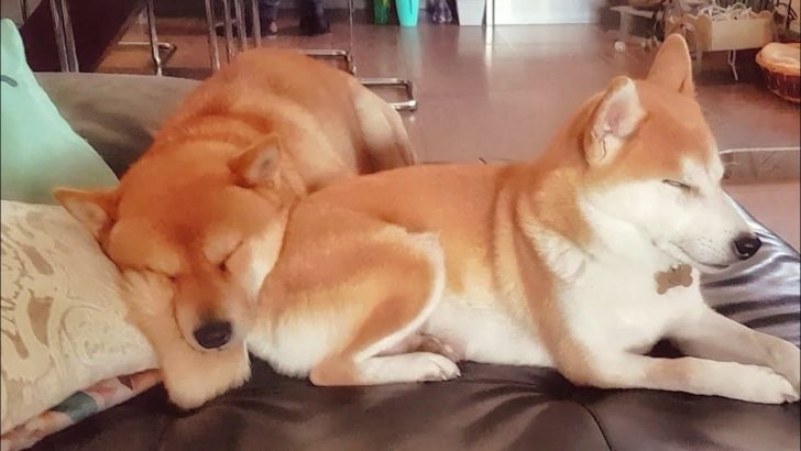 海外「柴犬も結婚生活は大変なんだ」子育てから解放されのんびりお昼寝をする柴犬カップルが可愛すぎる（海外の反応）