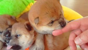 海外「かわいすぎて、我慢できない！」まだ小さい柴犬の子犬たちの動画が話題に（海外の反応）