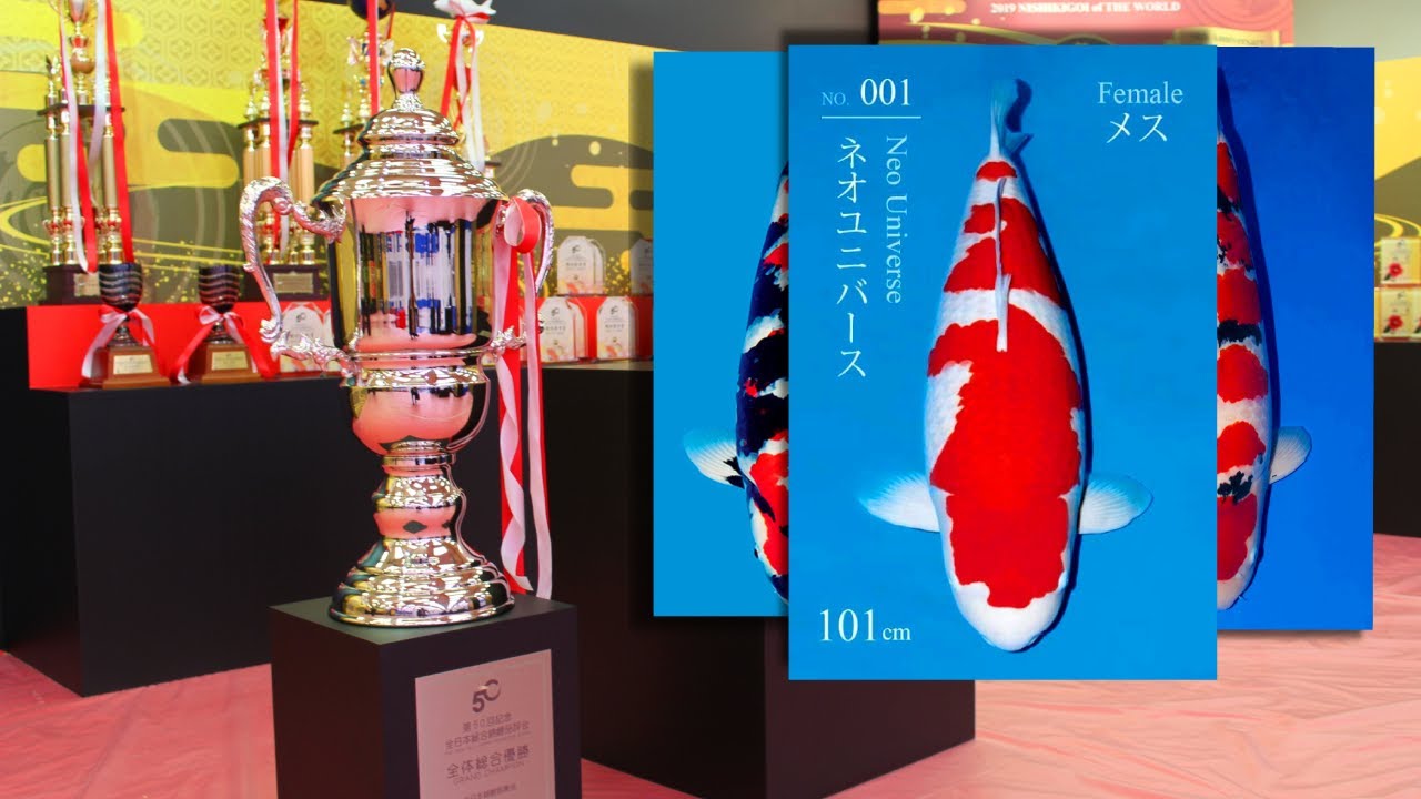 海外「全日本総合錦鯉品評会で入賞した錦鯉が美しい！」（海外の反応）