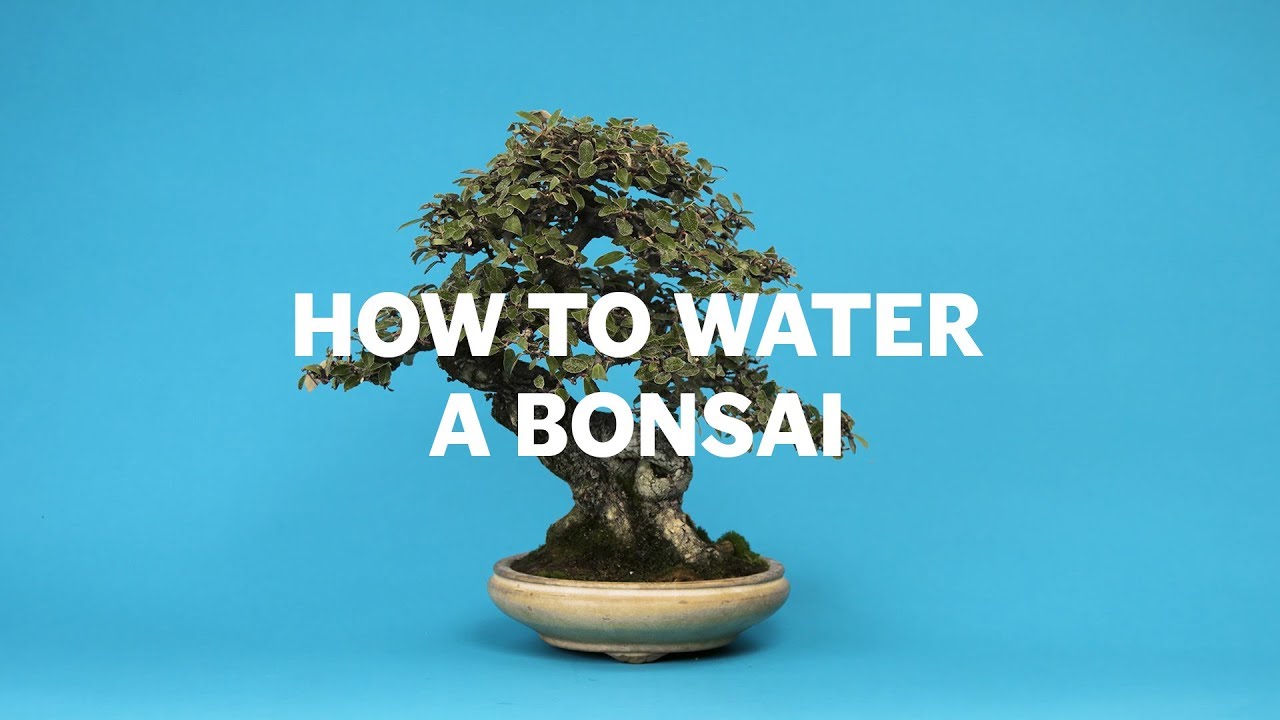 海外「こんなにうまく盆栽への水のやり方を説明した動画は見たことがない！」盆栽の水のやり方を解説した動画に反響（海外の反応）