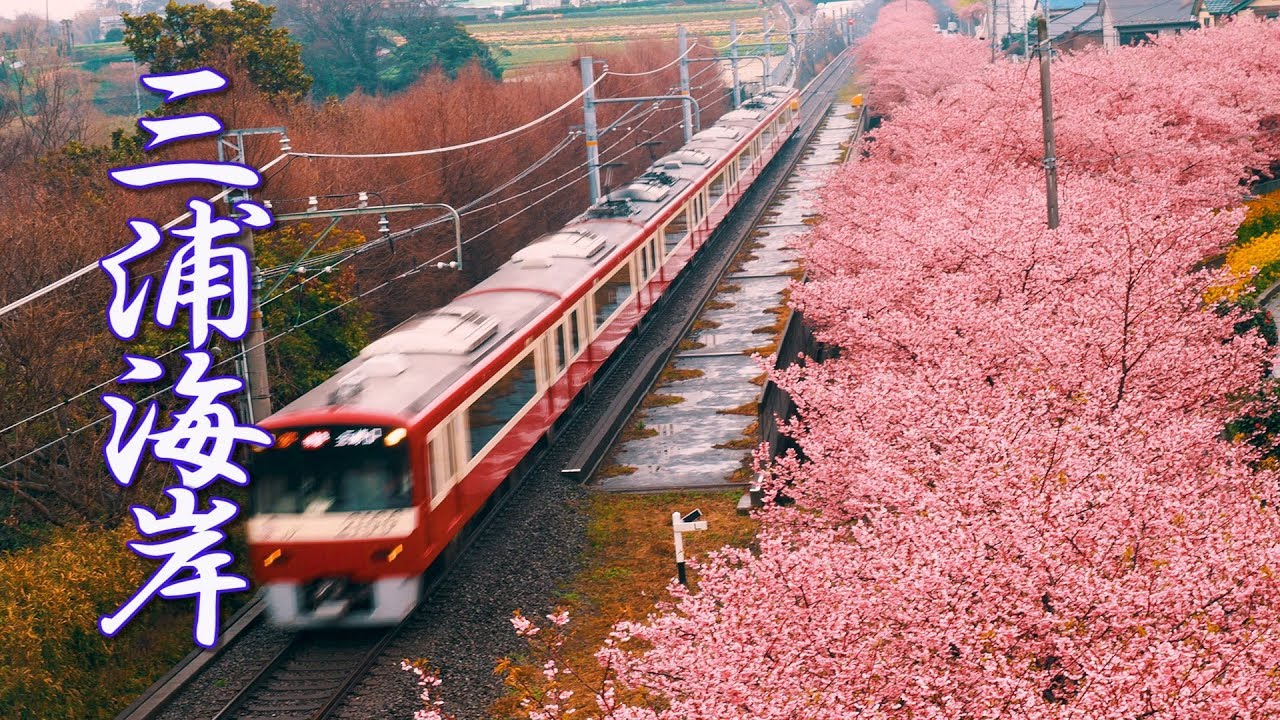 海外「電車と桜はいい組み合わせ！絵ハガキみたい！」三浦海岸の桜並木が話題に（海外の反応）