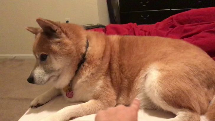 柴犬、勉強の邪魔をする（海外の反応）