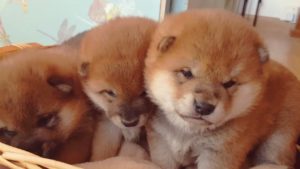 海外「これだから柴犬が好きなんだ!」子犬の柴犬の可愛さに外国人もメロメロ(海外の反応)