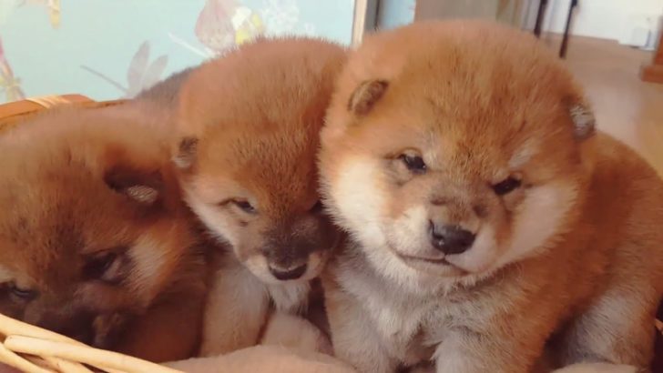 海外「これだから柴犬が好きなんだ！」子犬の柴犬の可愛さに外国人もメロメロ（海外の反応）