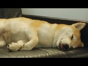 柴犬さん、舌出してお昼寝中。体のビクビクが止まらない…(海外の反応)