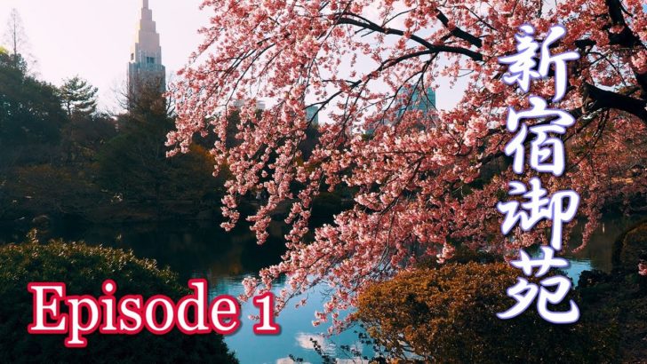 海外「お花見の季節に日本に行くことをずっと夢見てる」新宿御苑のカンザクラの美しさに外国人もうっとり（海外の反応）